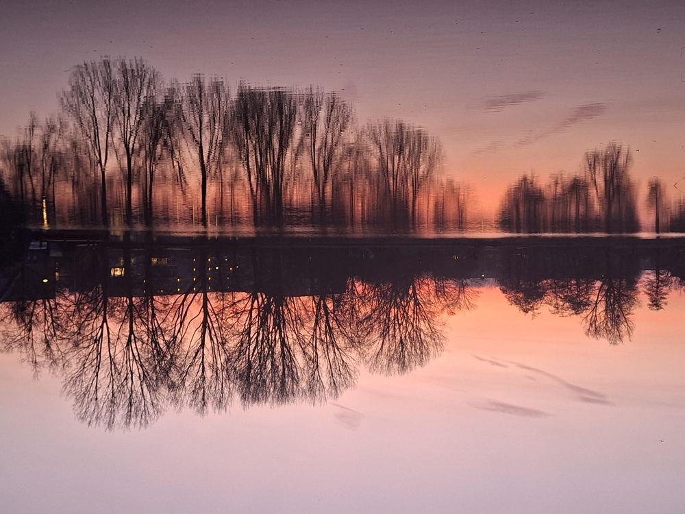 Reflets d'arbres au coucher du soleil